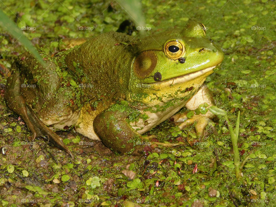A green swamp frog comes to the surface to get air and look s around his habitat!
