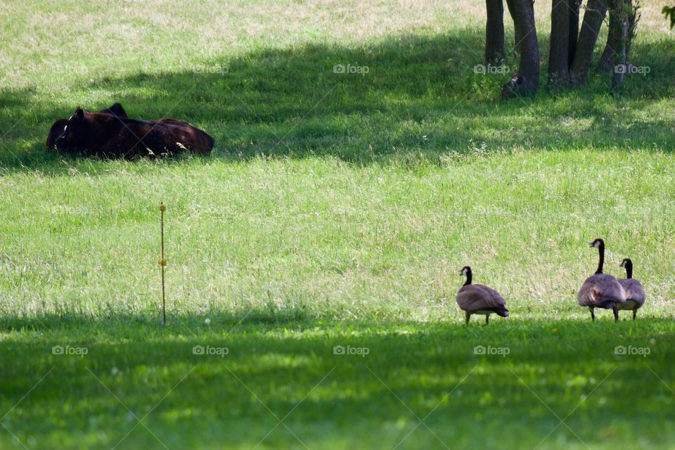 Three Canadian geese carefully watch two large steers laying in the shade in a nearby pasture 