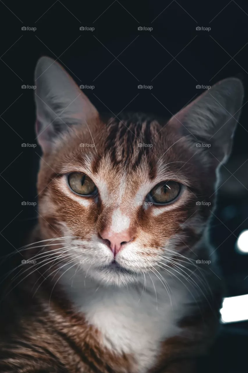 Orange cat 