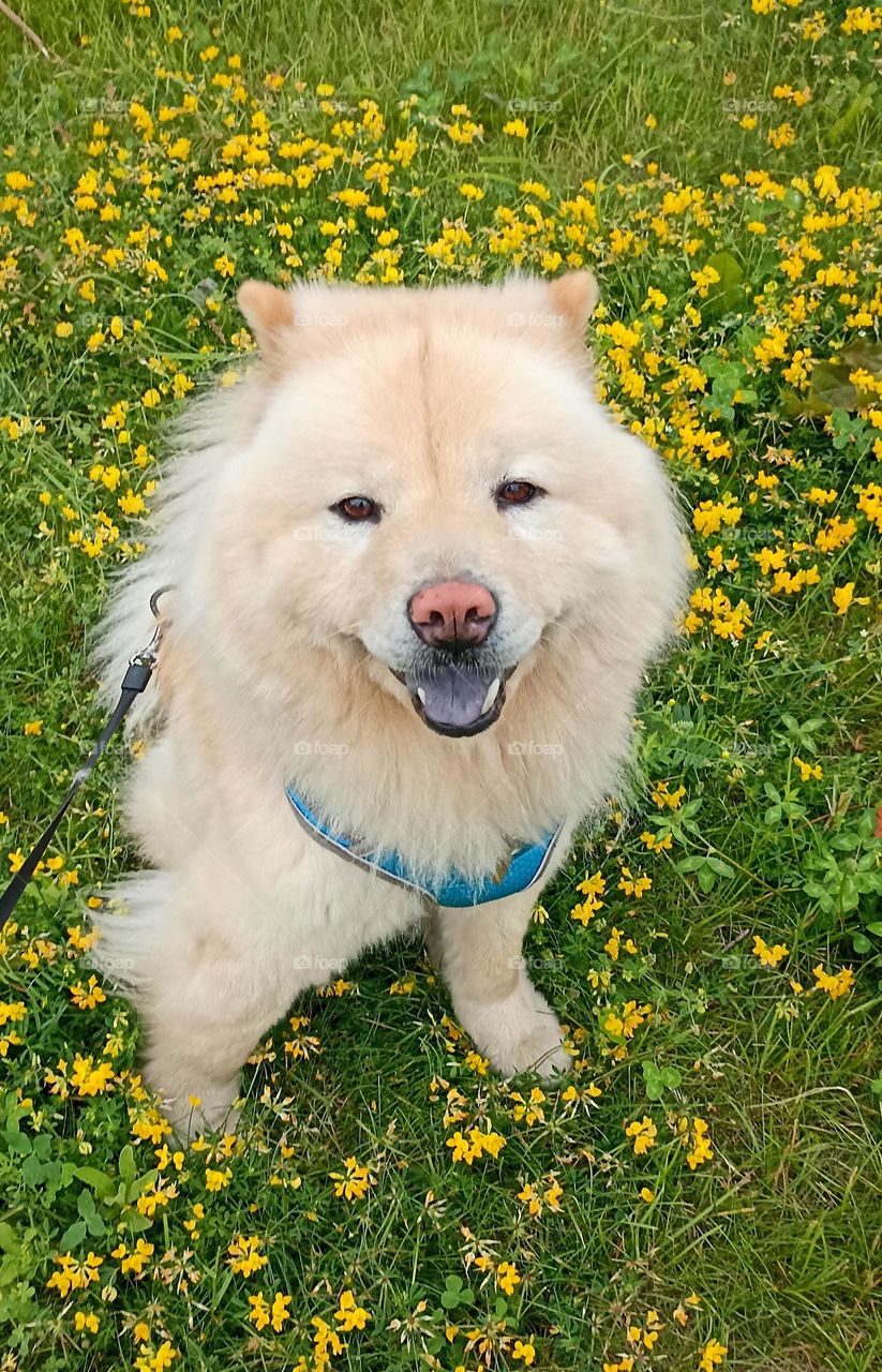 dog pet beautiful portrait outdoor love summer time