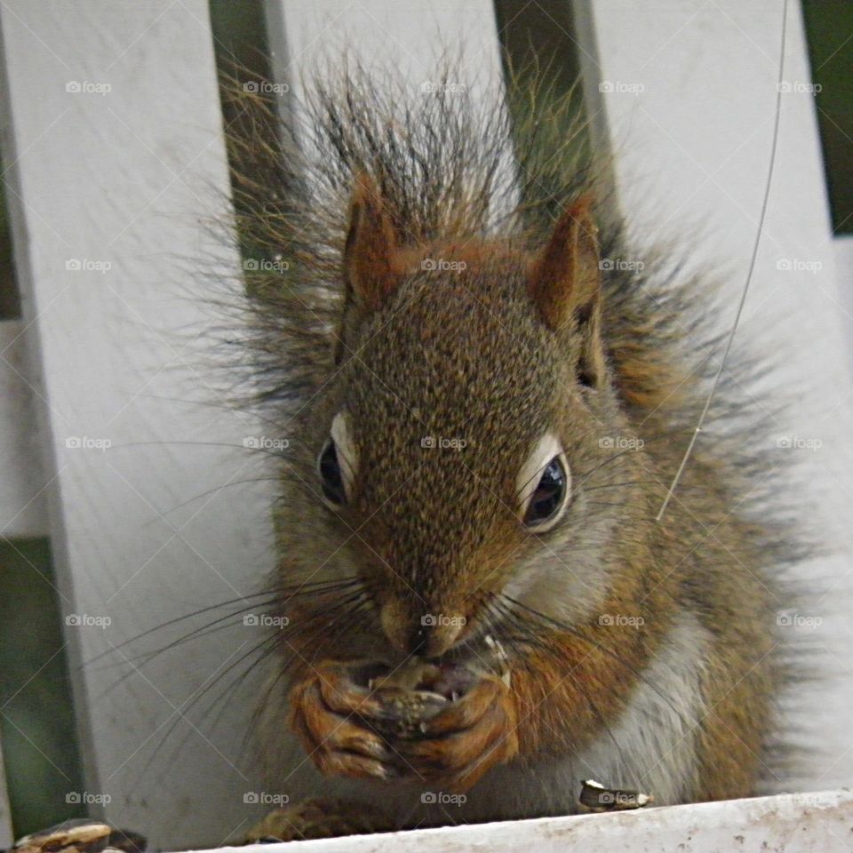 Red Squirrel