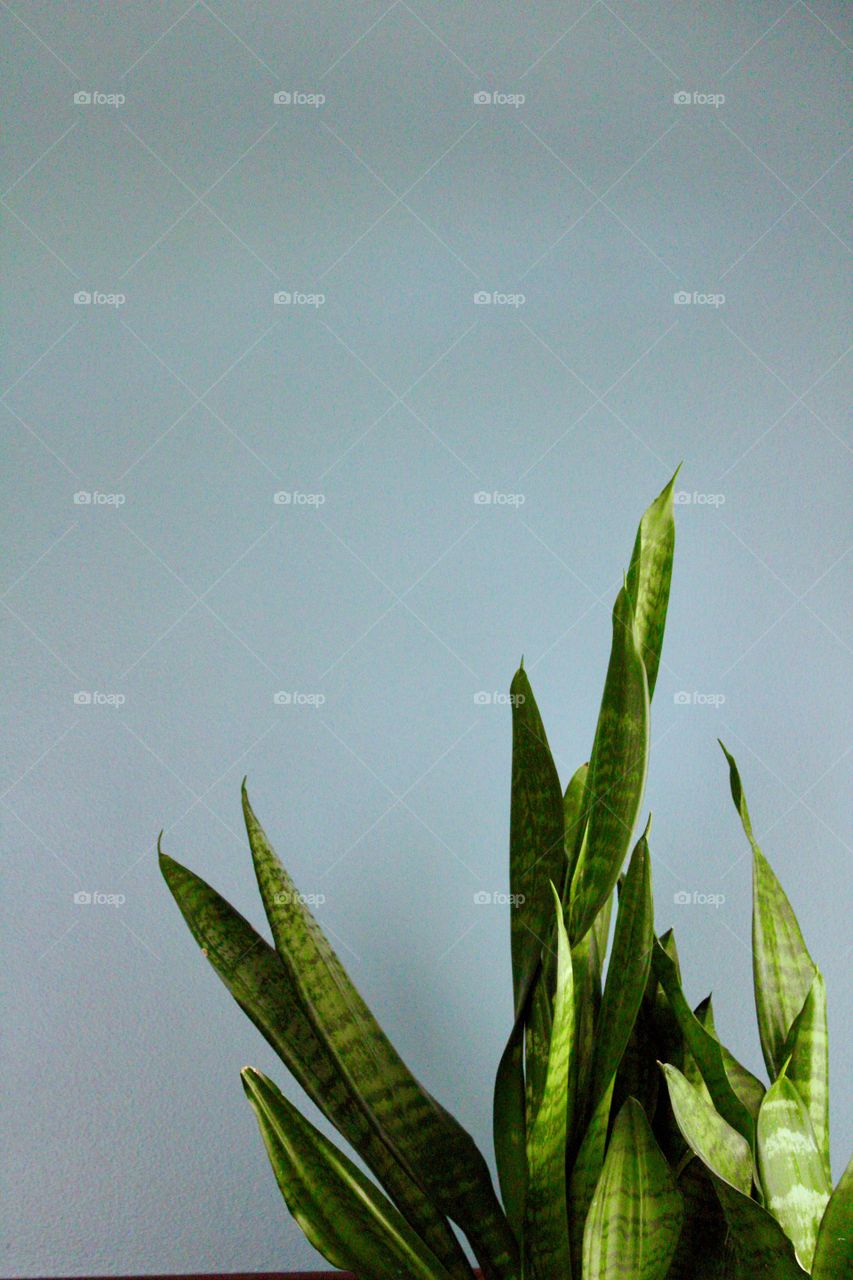 Minimalistic Snaps - houseplant against a wall