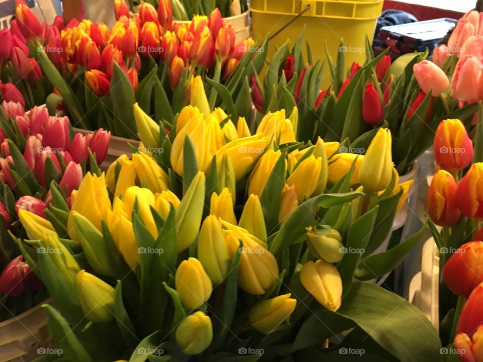 Yellow tulips 