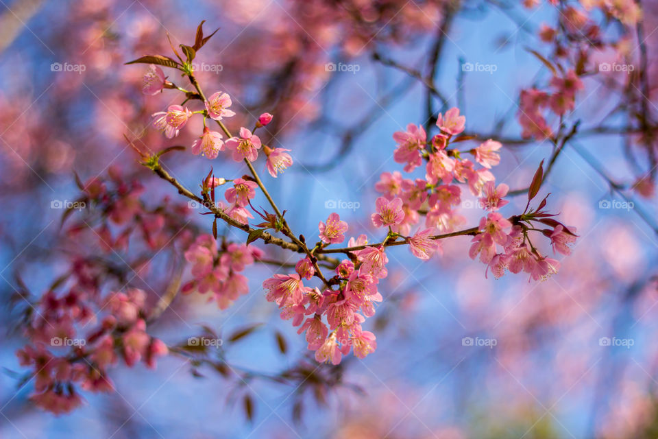 Sakura. Sakura