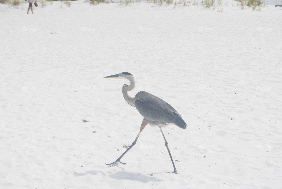 A heron walking at the beach in Florida