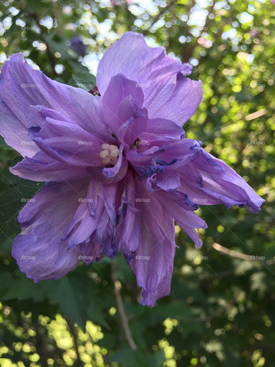 Purple blooming flower