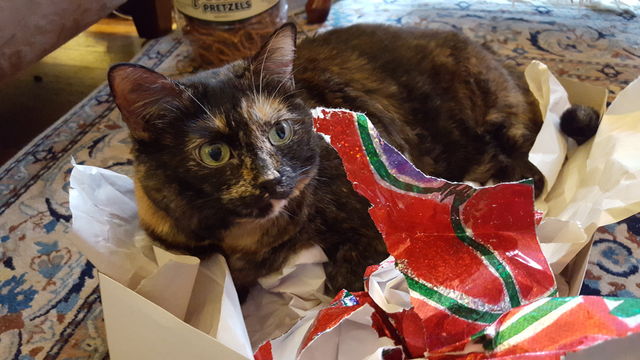 Portrait, Mammal, Cute, One, Pet