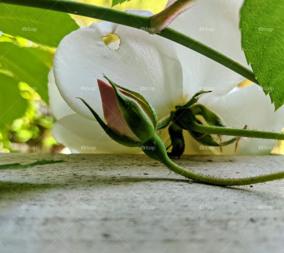 Pink rose bud in the gardens