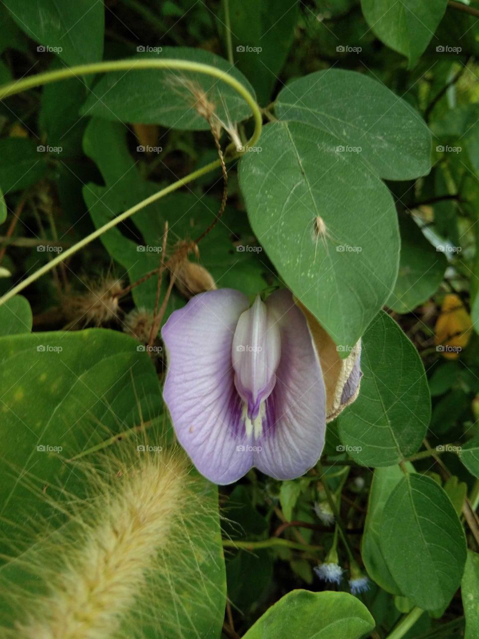 Clitoria Ternatea / purple pea / telang flower; herbal plants anghota tropical peas, vines commonly found in the yard or the edge of the forest. Benefits of flowers can be made tea and body health medicine. (south borneo)