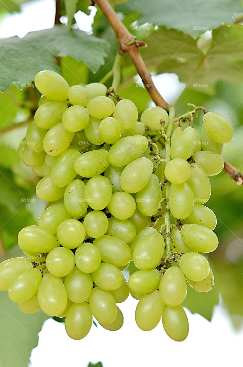 grape