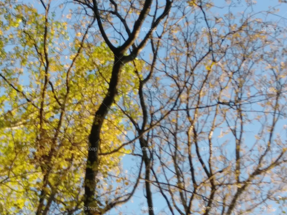spring