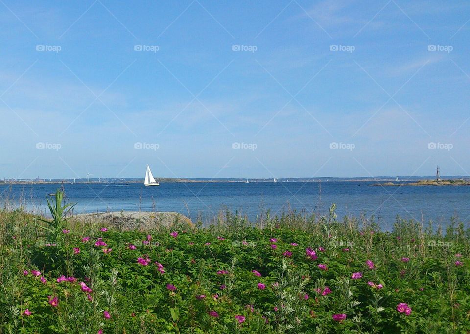 summer in Sweden . summer in Sweden 