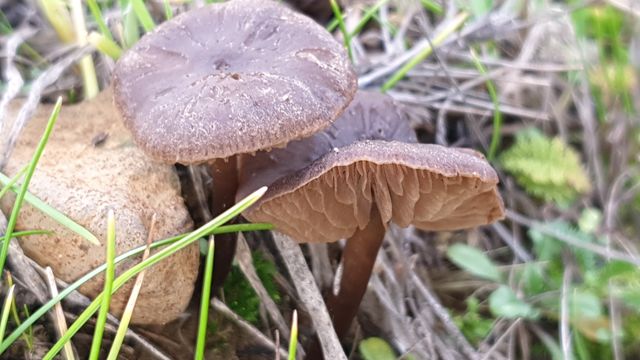 Mushrooms