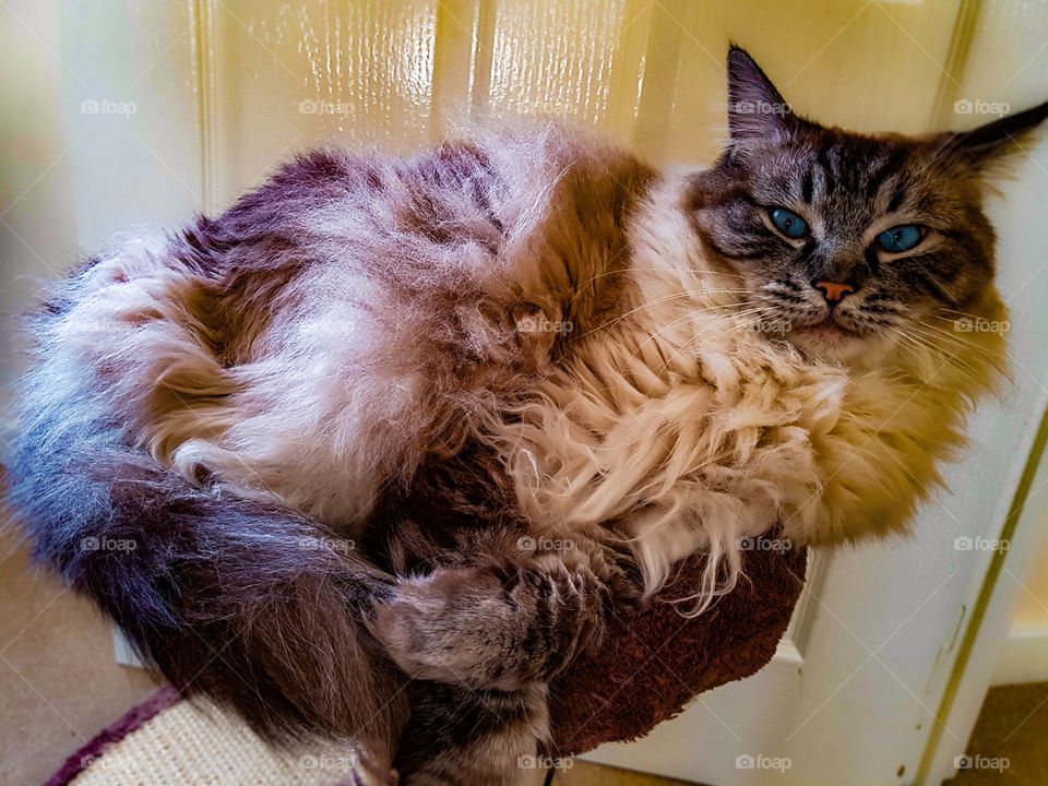 pedigree Ragdoll seal point lynx cat curled up on cat bed