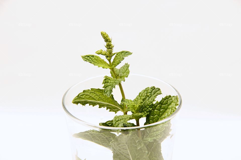 Mint in the glass