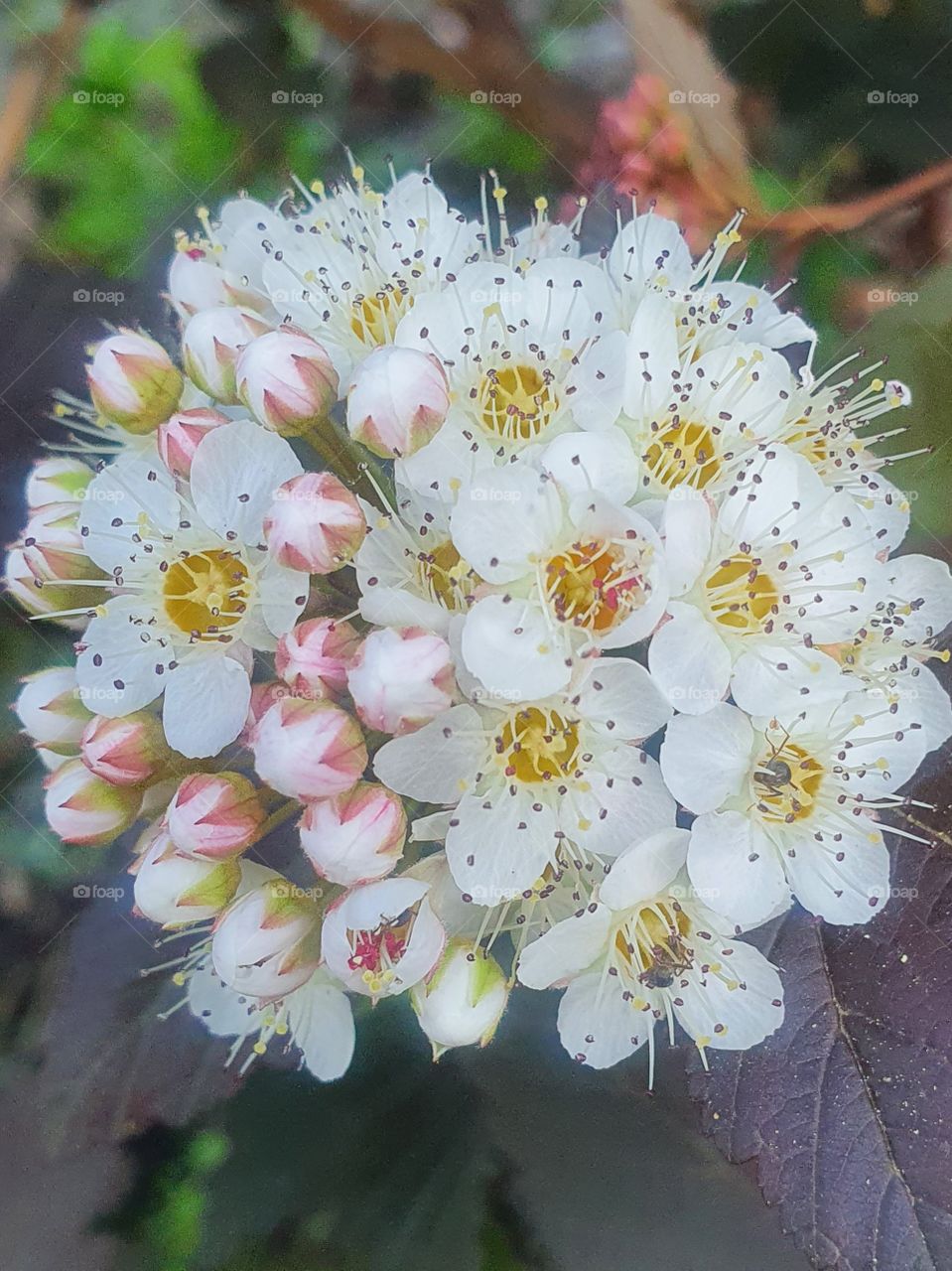small white inflorescence  in the garden