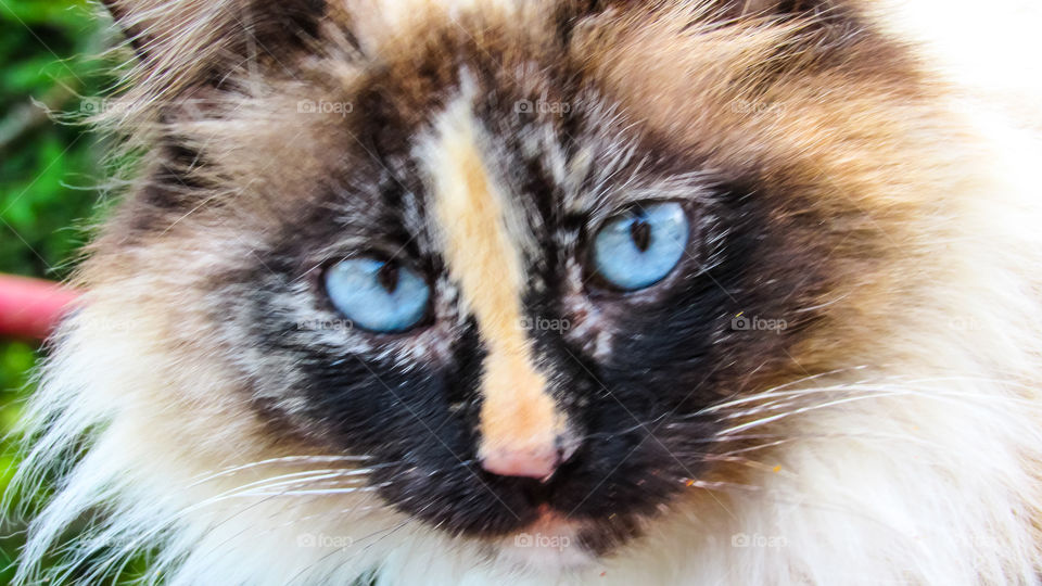 siamese cat with blue eyes close up