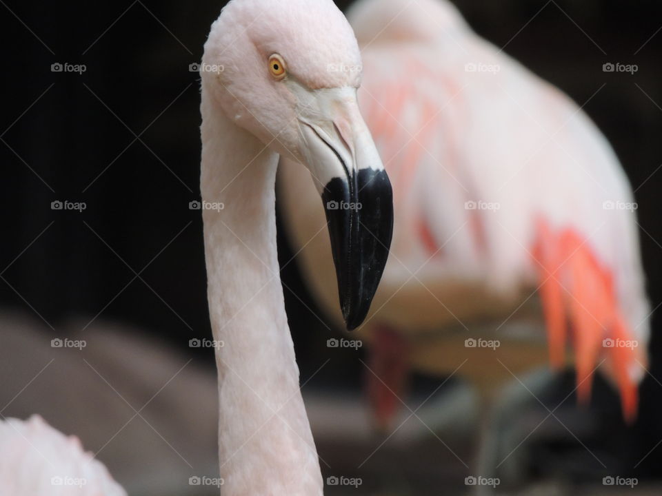 flamingo at The Flamingo-Las Vegas