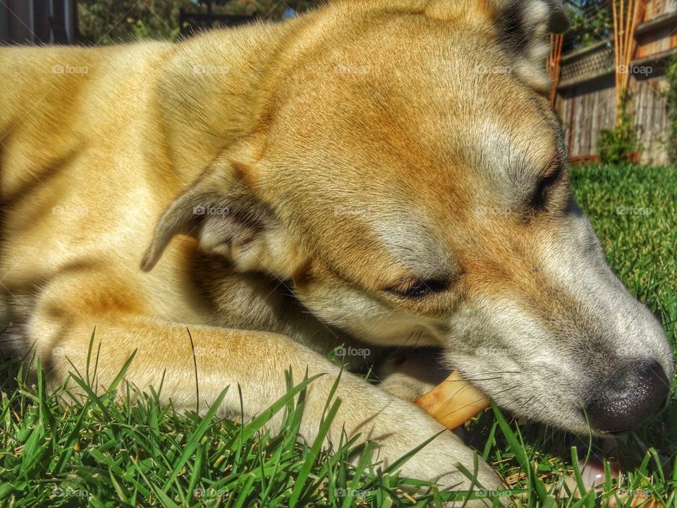 Yellow Lab Dog