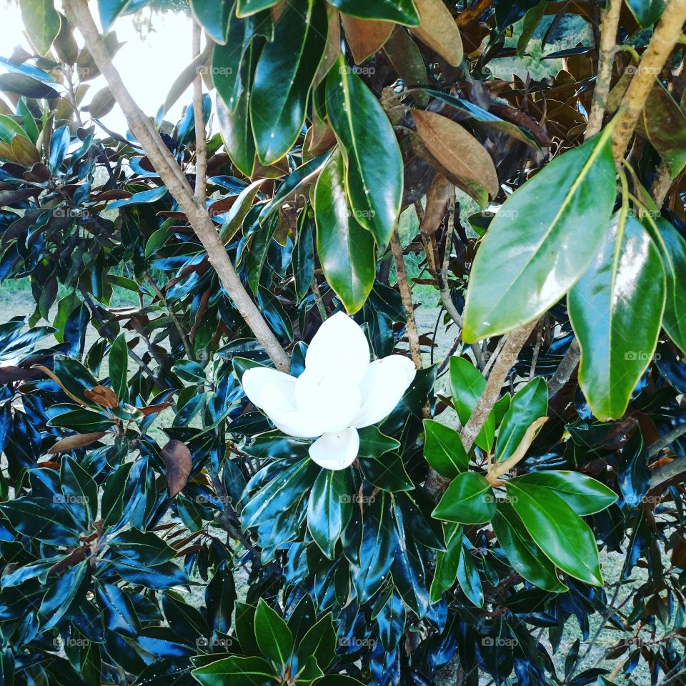 magnolia, fall, flower, southern grown, fragrance, nature, Beauty, blooming