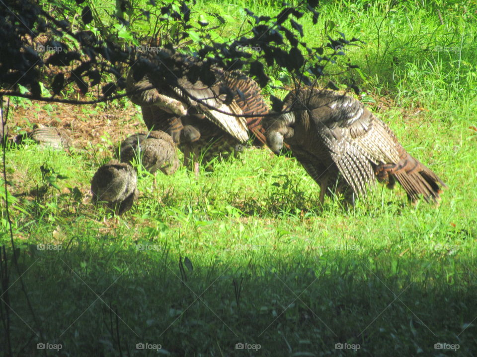 Wild Turkeys preening