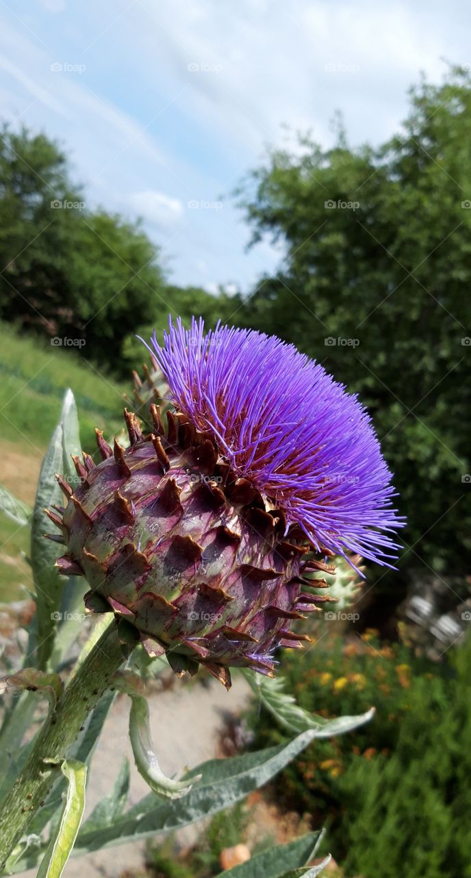 fleur de chardon en Limousin