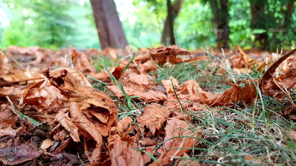 Leaf, Nature, Wood, Fall, Tree