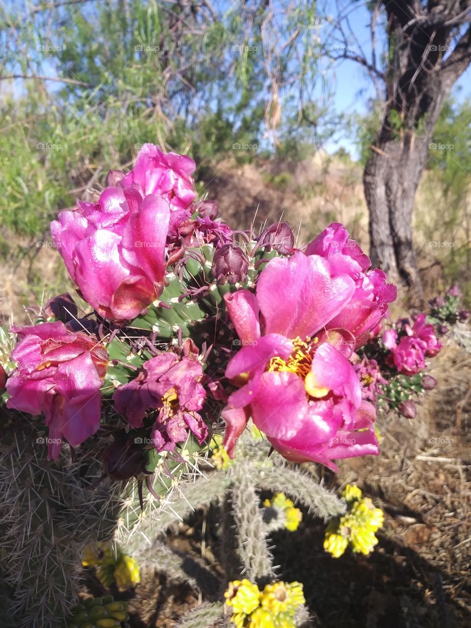 flower red petal yellow pistal cactus cholla desert arid Sonora Arozona