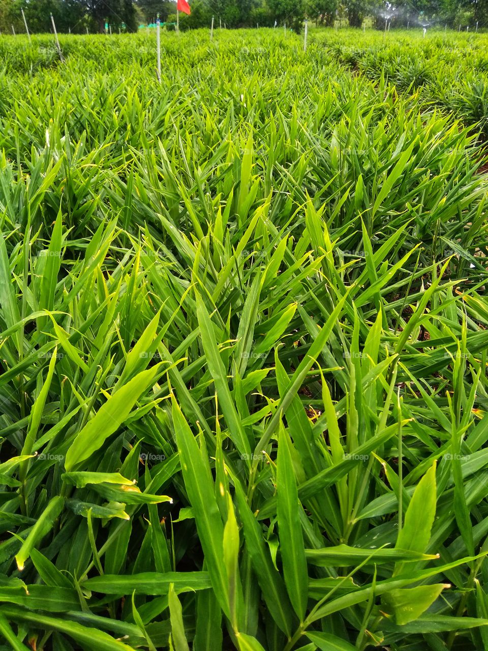 Ginger farm, ginger cultivation, ginger field