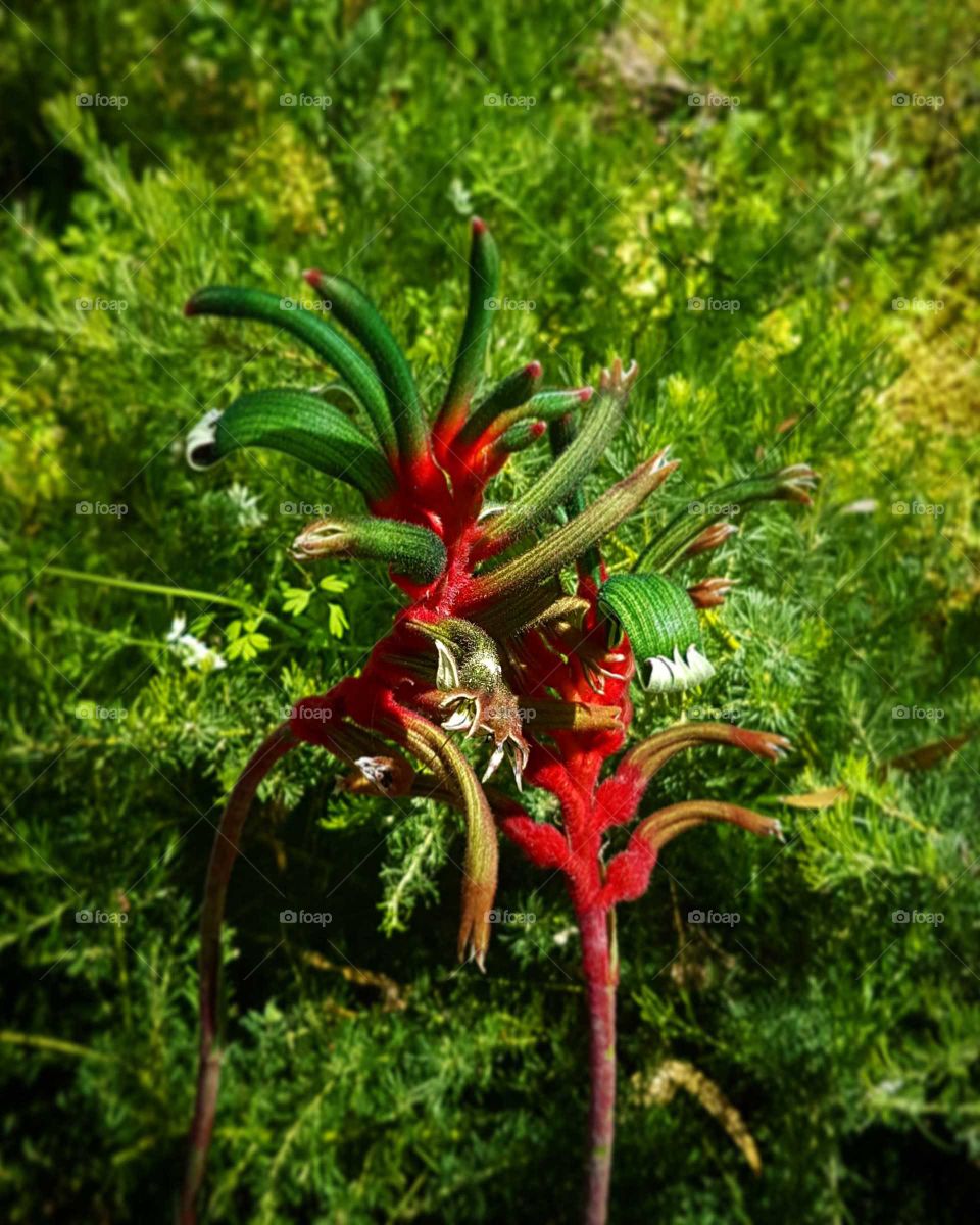 Kangaroo Paws