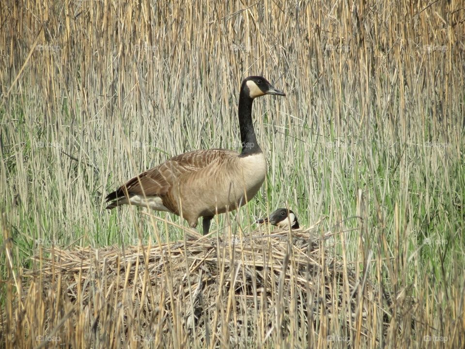 A goose sitting on top of a muskrat den in the meadow
