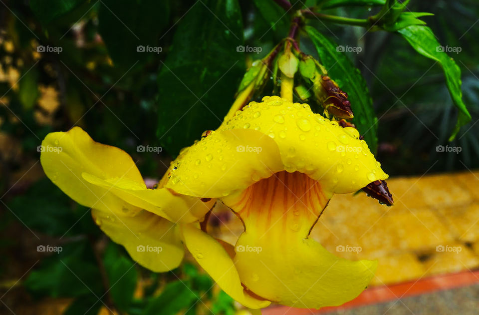 Butter flower 