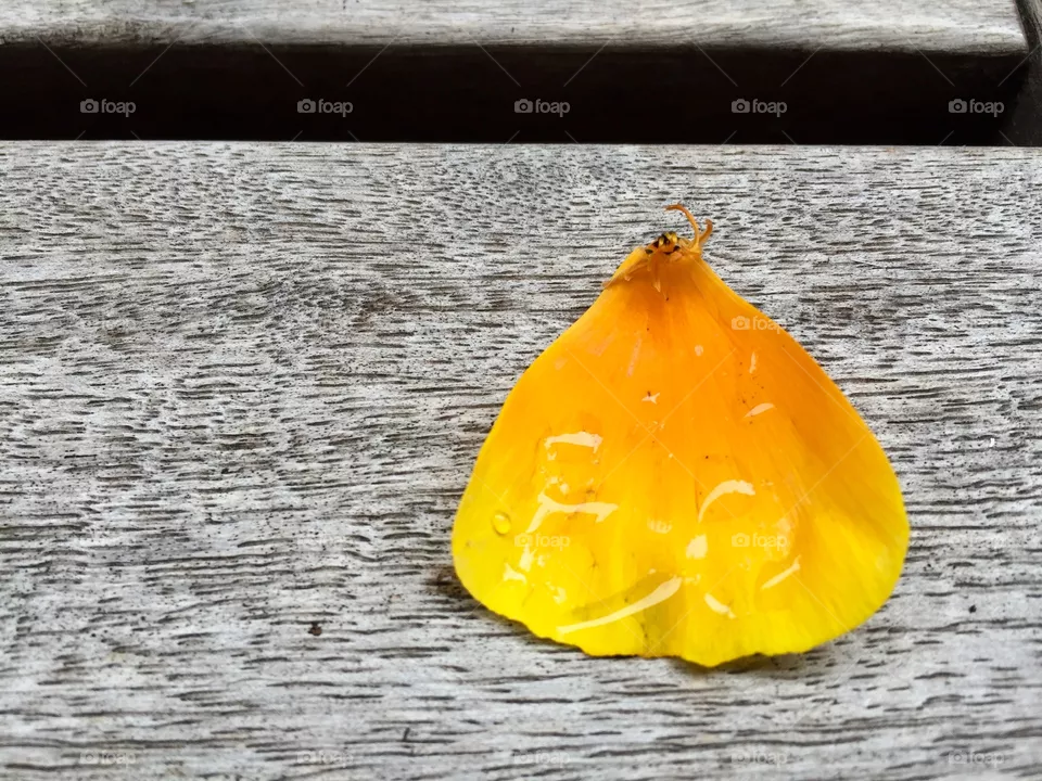 Petal