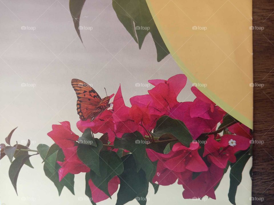 lignum vitae with butterfly