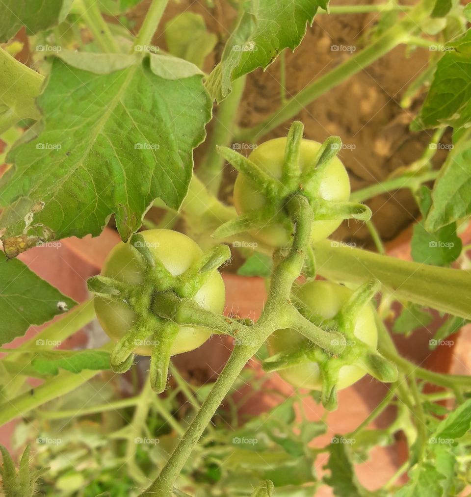 three green growing tomatoes