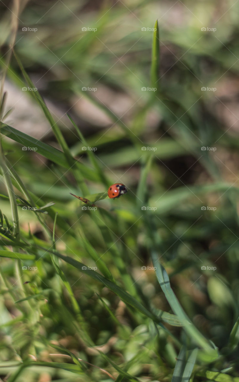 Ladybug