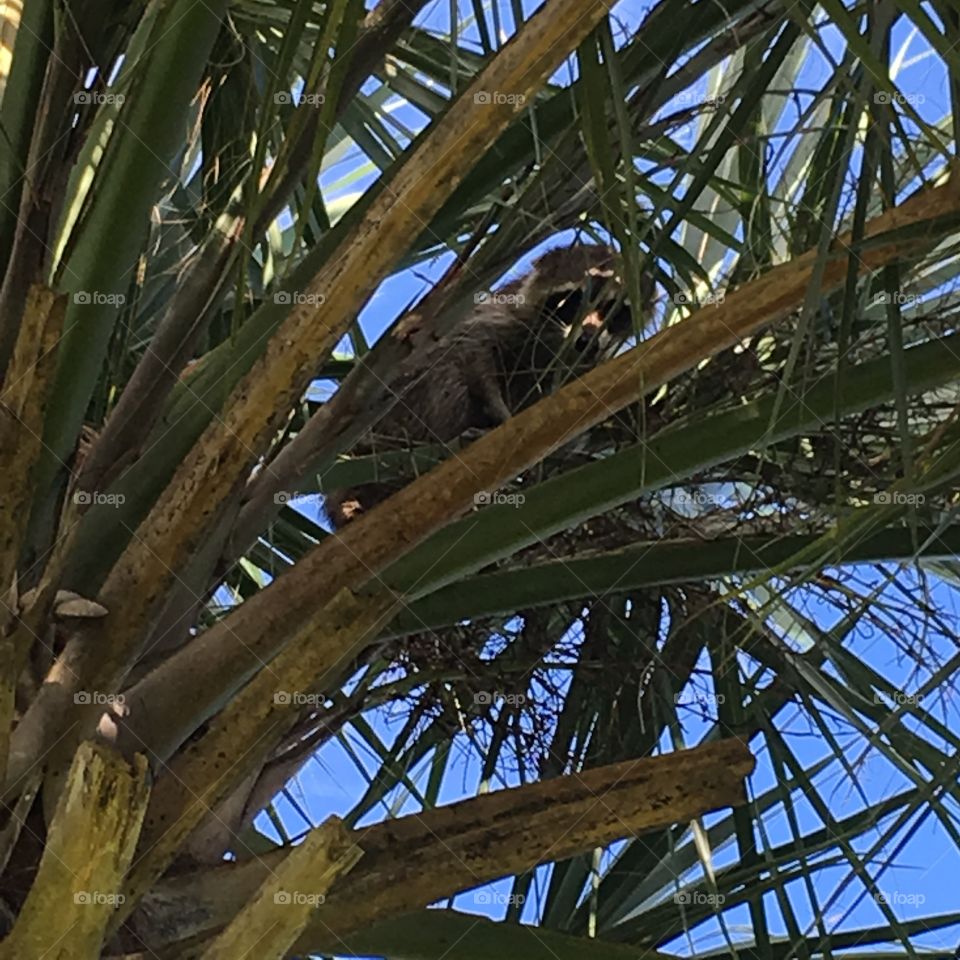 Raccoon in a palm tree 