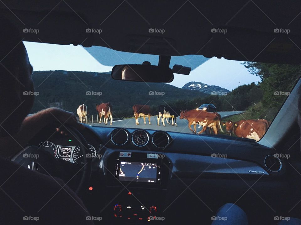 Meeting crowd of cows while traveling high in the mountains in Norway.