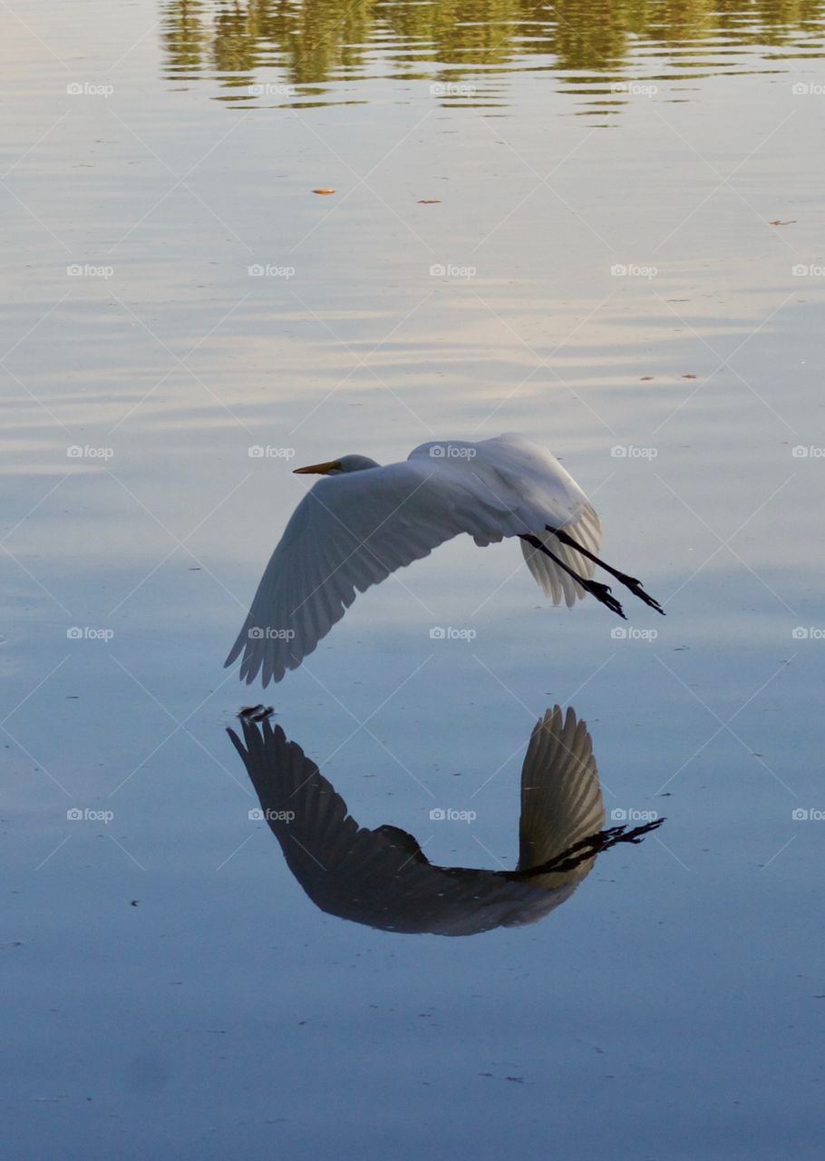 Flying heron 