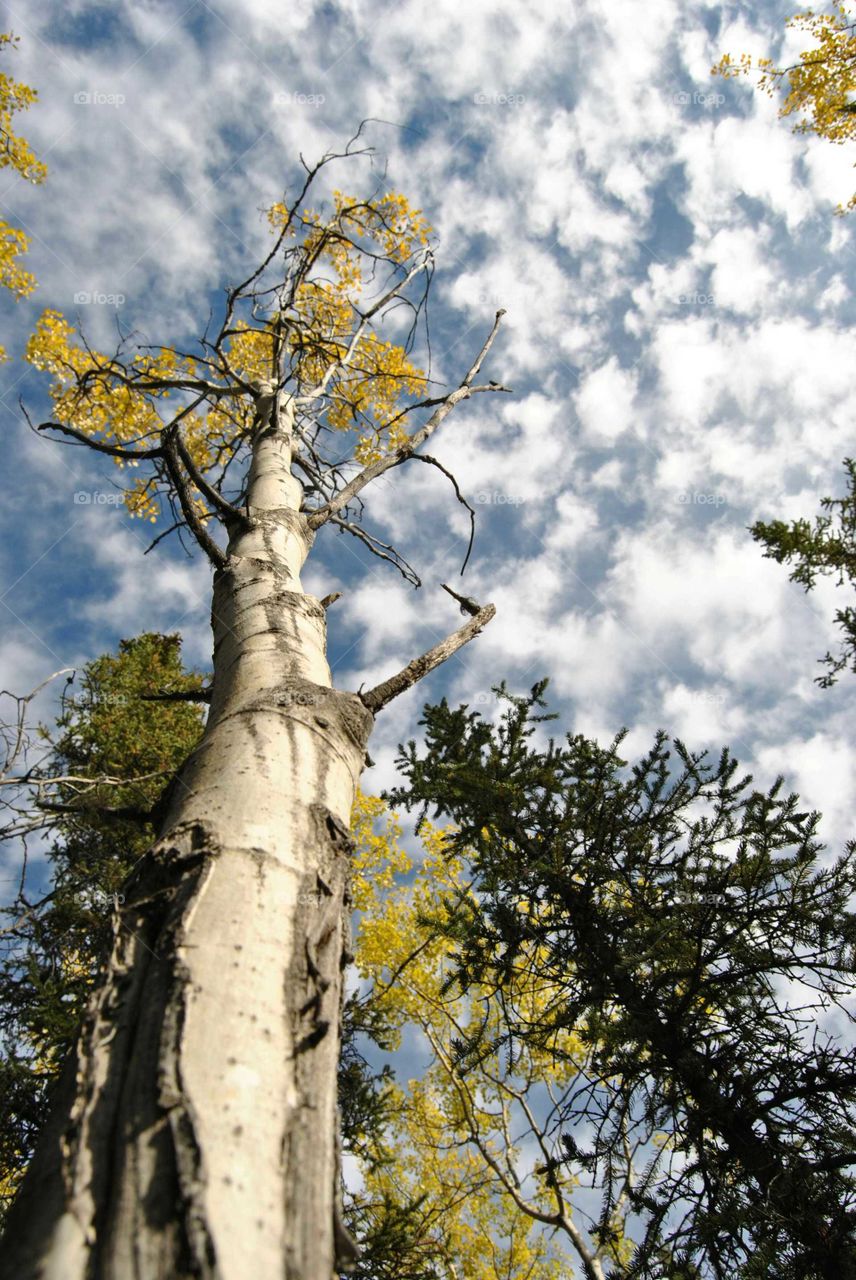 Aspen tree