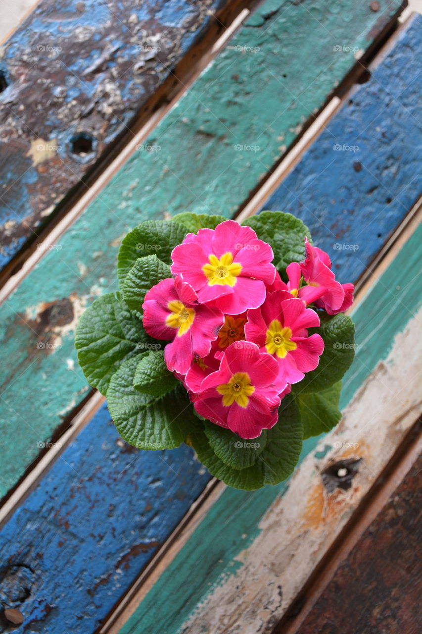 Overhead view of pink primrose against background of weathered boat wood