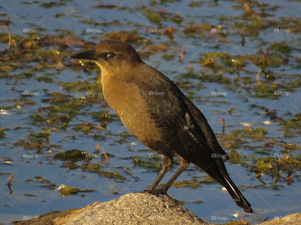 Brown Bird