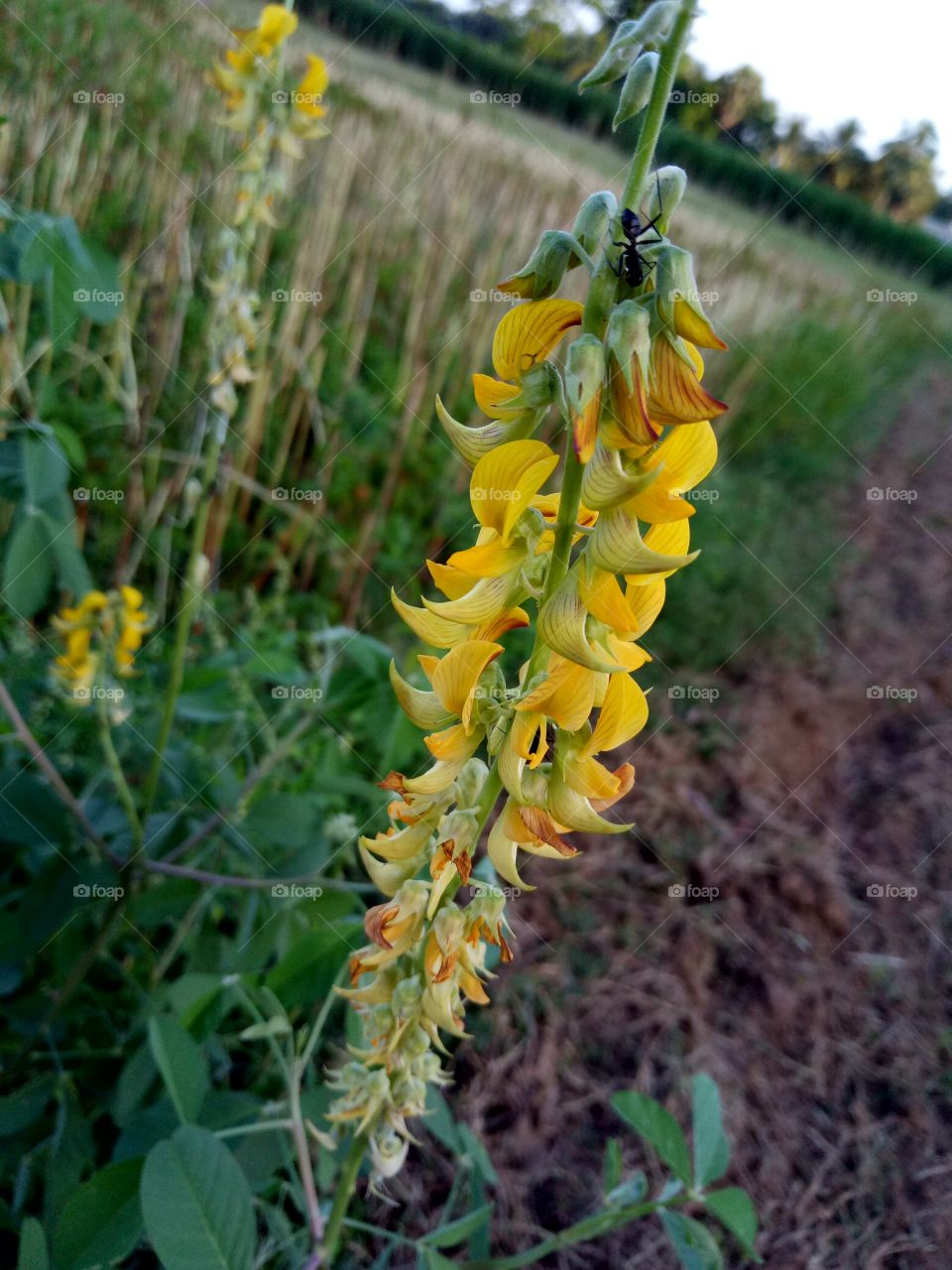 flowers