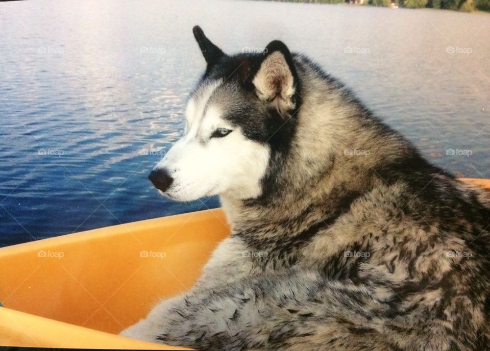 Summer pets / husky on paddle boat ride
