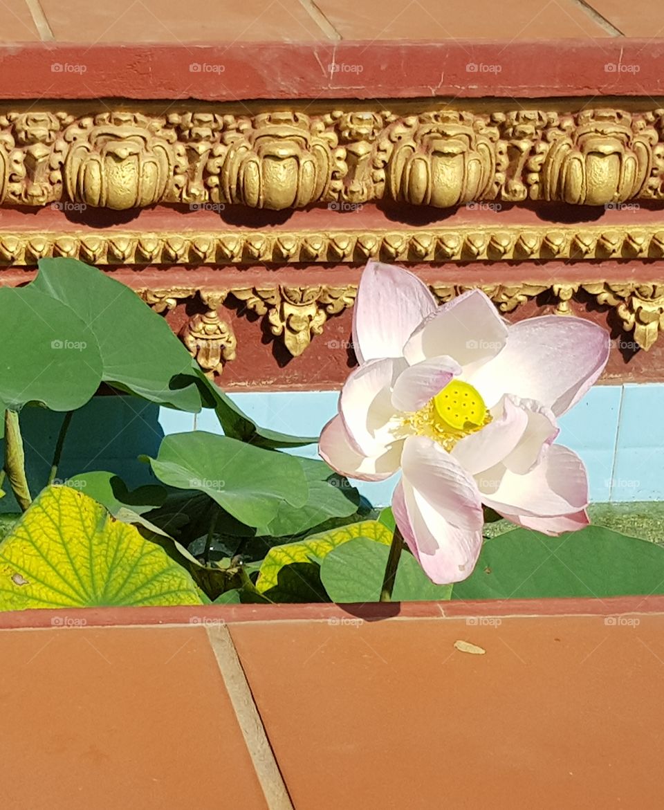 opened lotus flower, in a Buddhist temple garden, beautiful.