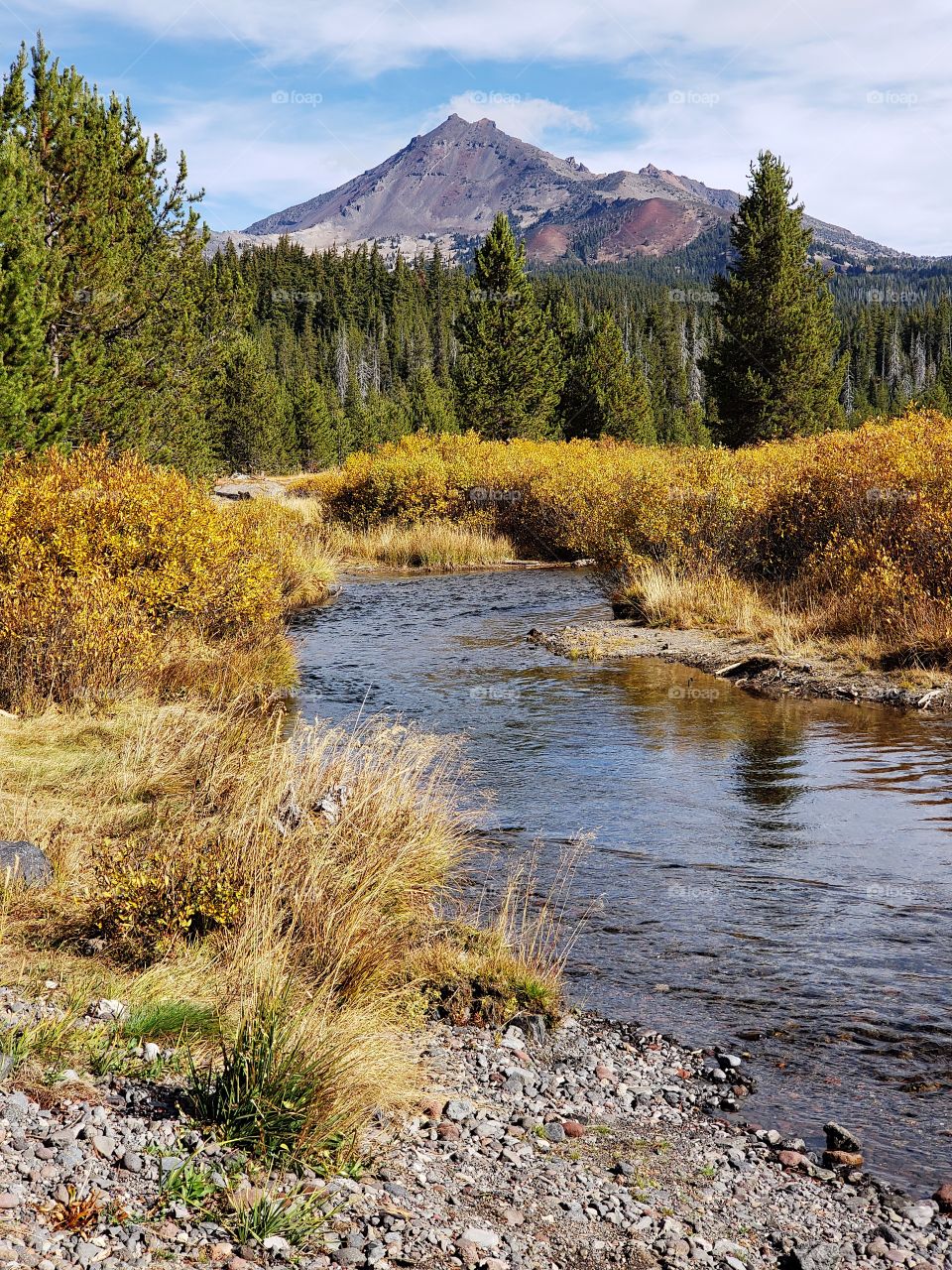 The beautiful Soda Creek in the mountains of Oregon with banks covered in golden fall foliage with the South Sister towering in the background. 