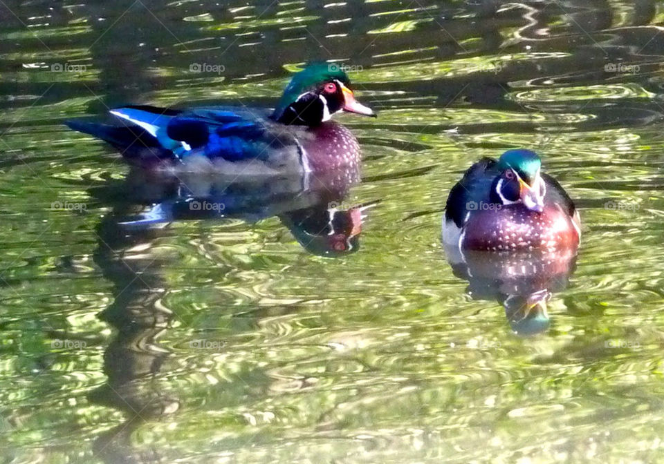 pond water ducks swimming by markworld