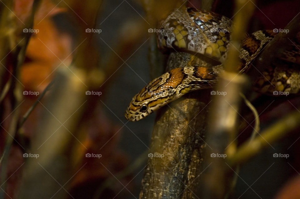 Corn Snake, Elaphe Guttata