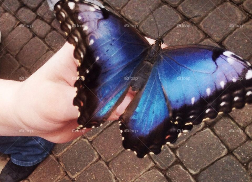 Butterfly