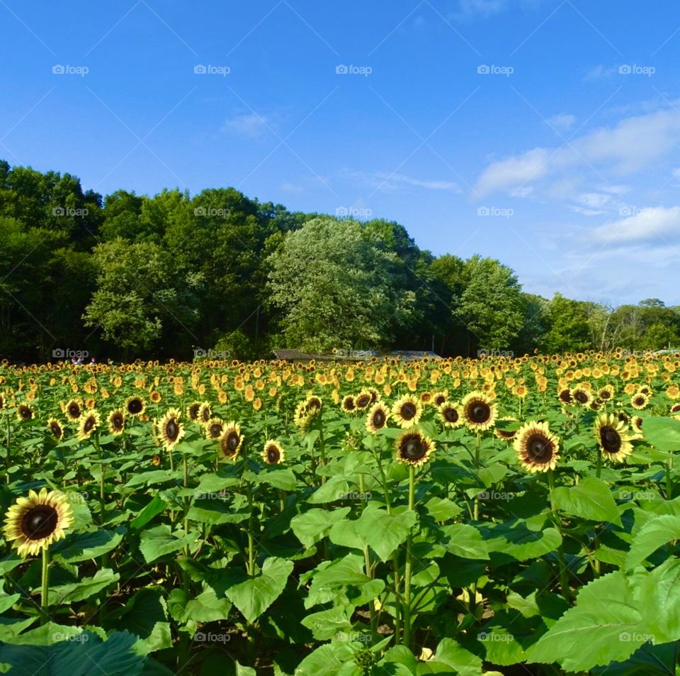 Sunflowers for days
